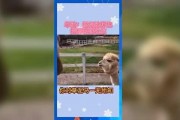 娱乐吃瓜群众歌曲视频下载